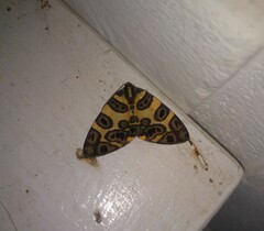 Pantherodes pardalaria