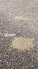 Nannospalax leucodon