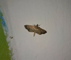 Salbia
