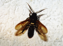 Sarosa