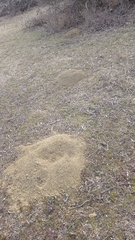 Nannospalax leucodon