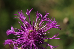 Calocoris roseomaculatus