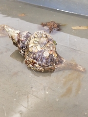 Triplofusus giganteus