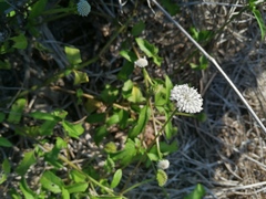Melanthera nivea