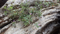 Fleischmannia imitans