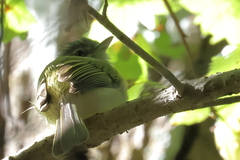 Tolmomyias sulphurescens