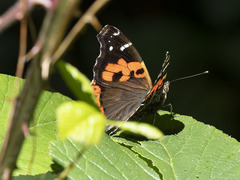 Vanessa vulcania