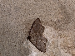 Trigrammia quadrinotaria