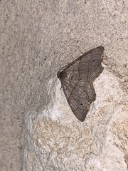 Trigrammia quadrinotaria