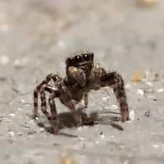 Pseudeuophrys lanigera