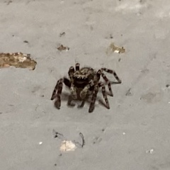 Pseudeuophrys lanigera