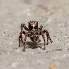 Pseudeuophrys lanigera