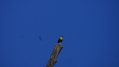 Tyrannus melancholicus