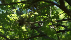 Picumnus albosquamatus