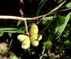 Sapranthus campechianus
