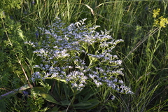 Goniolimon tataricum