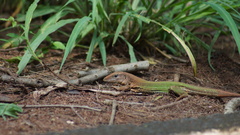 Ameiva ameiva