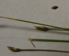 Eleocharis quinqueflora