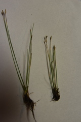 Eleocharis quinqueflora