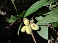 Sapranthus campechianus