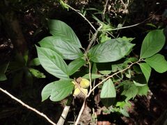 Sapranthus campechianus