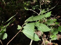 Sapranthus campechianus