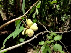 Sapranthus campechianus