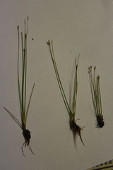 Eleocharis quinqueflora