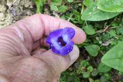 Torenia