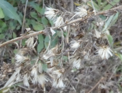 Sericocarpus tortifolius