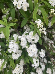 Spiraea cantoniensis
