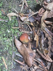 Gliophorus psittacinus