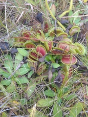 Dionaea muscipula