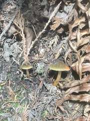 Gliophorus psittacinus