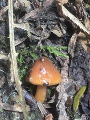 Gliophorus psittacinus