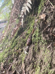 Gliophorus psittacinus