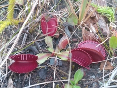 Dionaea