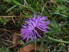 Centaurea thuillieri