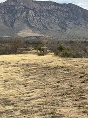 Pyrocephalus rubinus