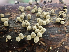 Diderma evelinae