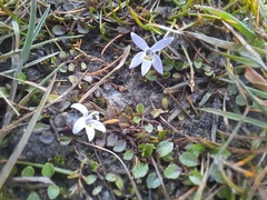 Lobelia perpusilla