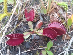 Dionaea