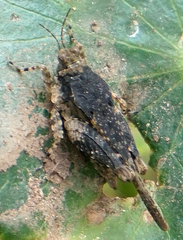 Paratettix cucullatus