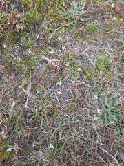Lobelia perpusilla