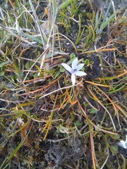 Lobelia perpusilla