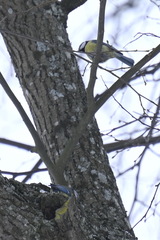 Cyanistes caeruleus