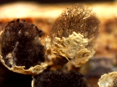 Diderma evelinae