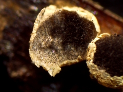 Diderma evelinae