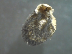 Diderma evelinae