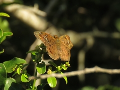 Eagris nottoana